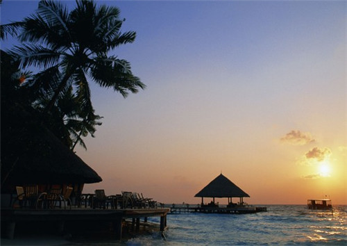 维斯是什么意思（活人维斯是什么意思）